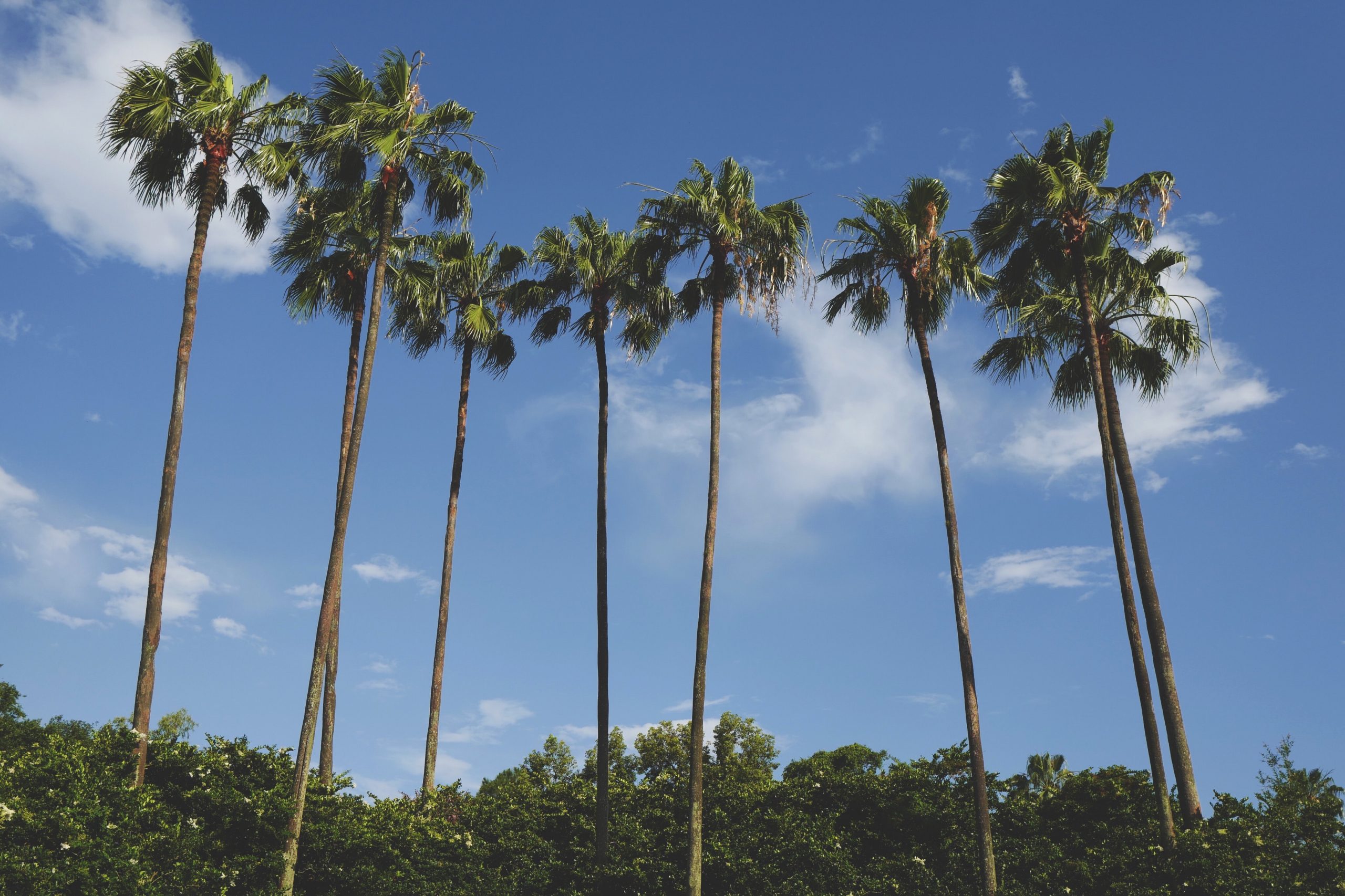 palm trees in orlando florida